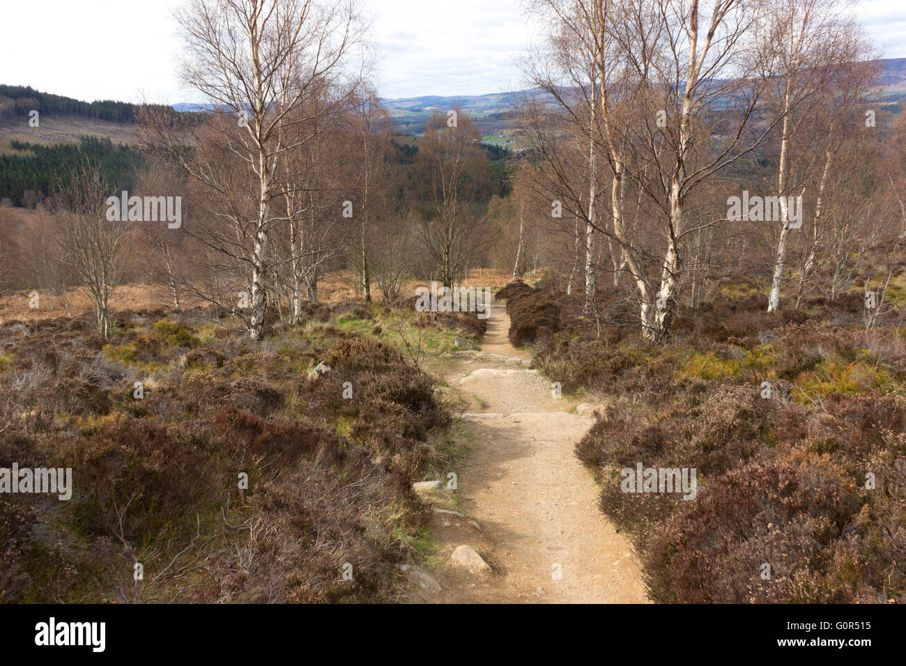 The path up Scotly Hill, near Banchory, in Aberdeenshire, Scotland Stock Photo