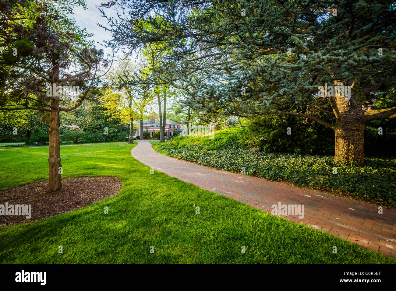 Trees along a walkway at Johns Hopkins University, in Baltimore, Maryland. Stock Photo