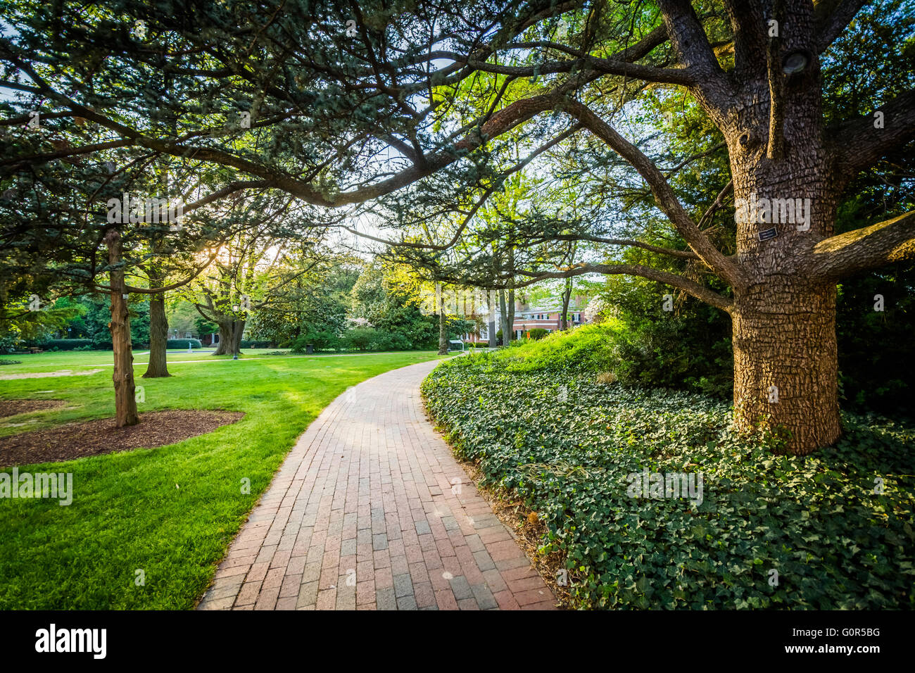 Trees along a walkway at Johns Hopkins University, in Baltimore, Maryland. Stock Photo
