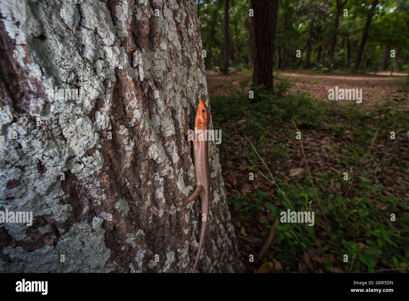 A male Broad-headed Skink (Plestiodon laticeps) surveys its surroundings from the side of an oak tree. Stock Photo