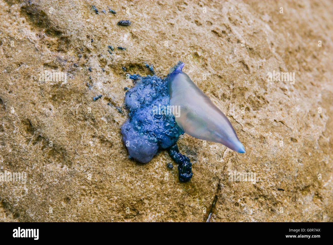 Australia, New South Wales, Central Coast, Bouddi National Park, a blue bottle washed up on a rock at Maitland Bay Stock Photo