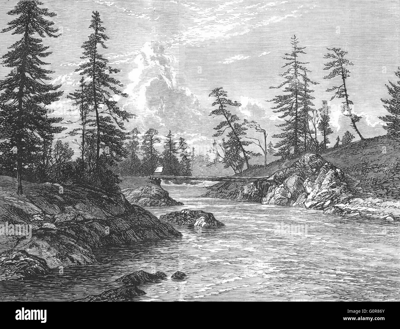 VANCOUVER ISLAND Victoria Harbour, Abies Douglasii, antique print