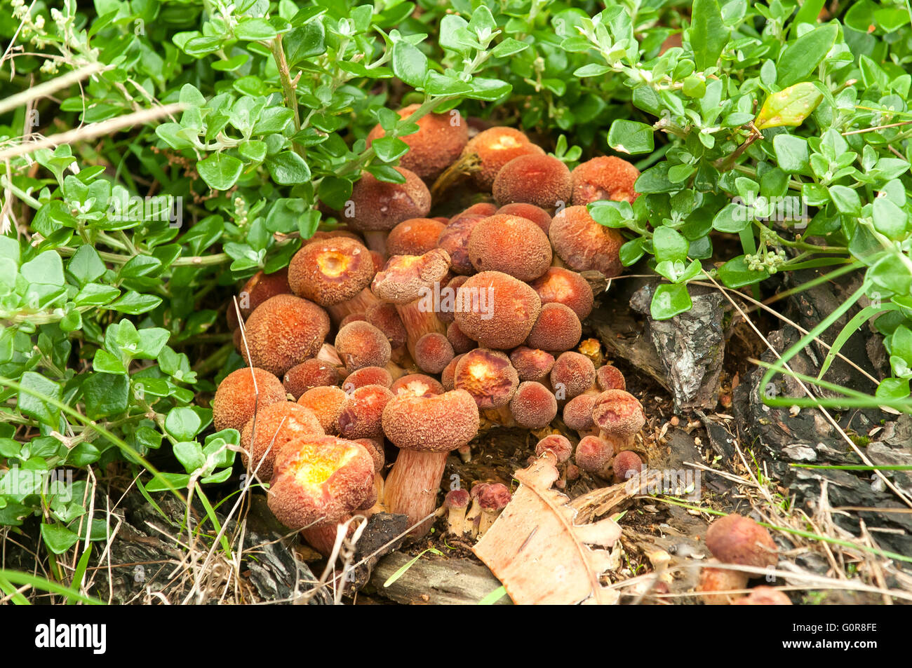 Armillaria gallica, Honey Fungus, Phillip Island, Victoria, Australia Stock Photo
