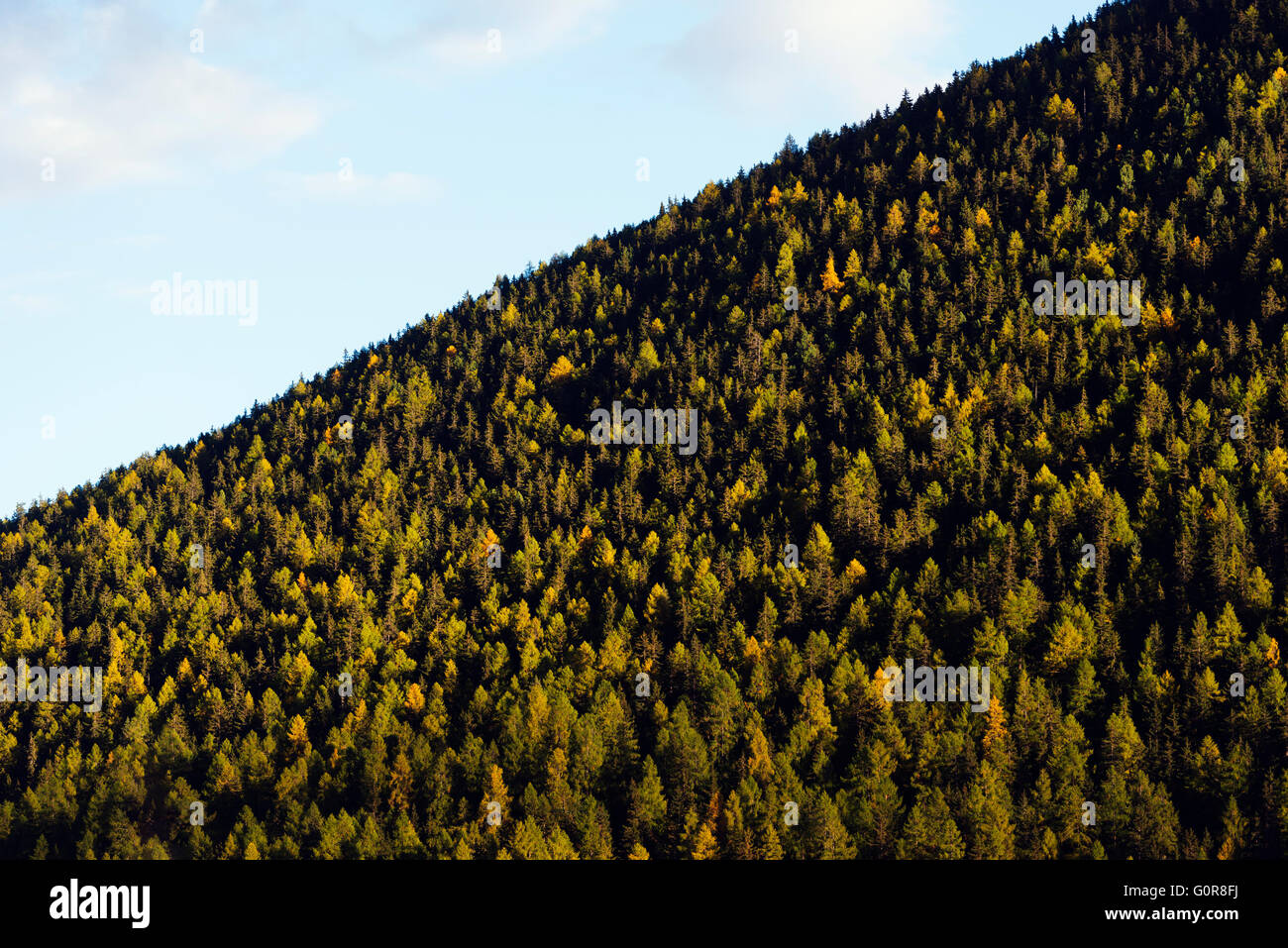 Europe, Switzerland, Graubunden, Engadine, Swiss National Park, forest ...