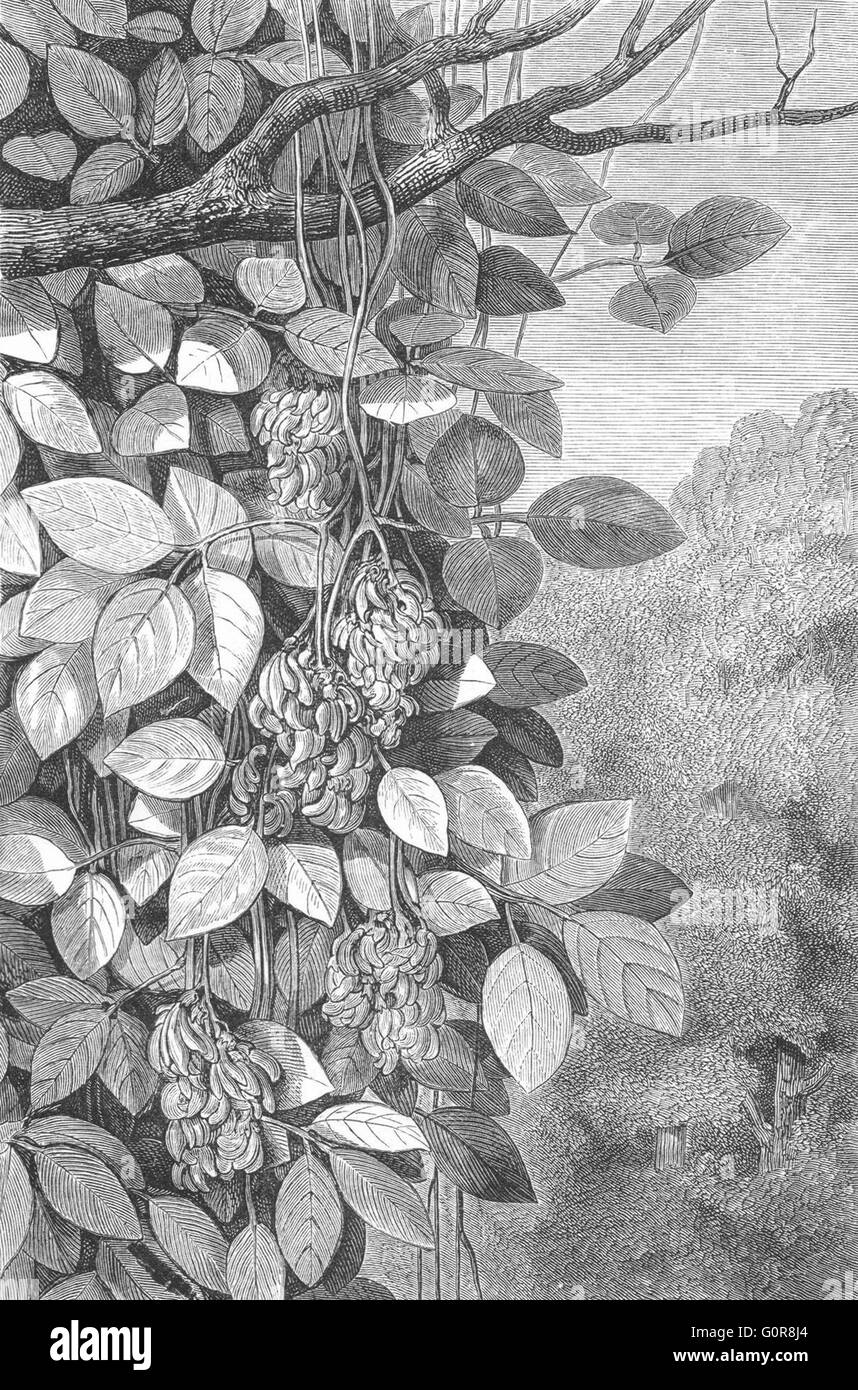 MEXICO: Tropical Climbers(Erythrina splendens), antique print c1880 Stock Photo