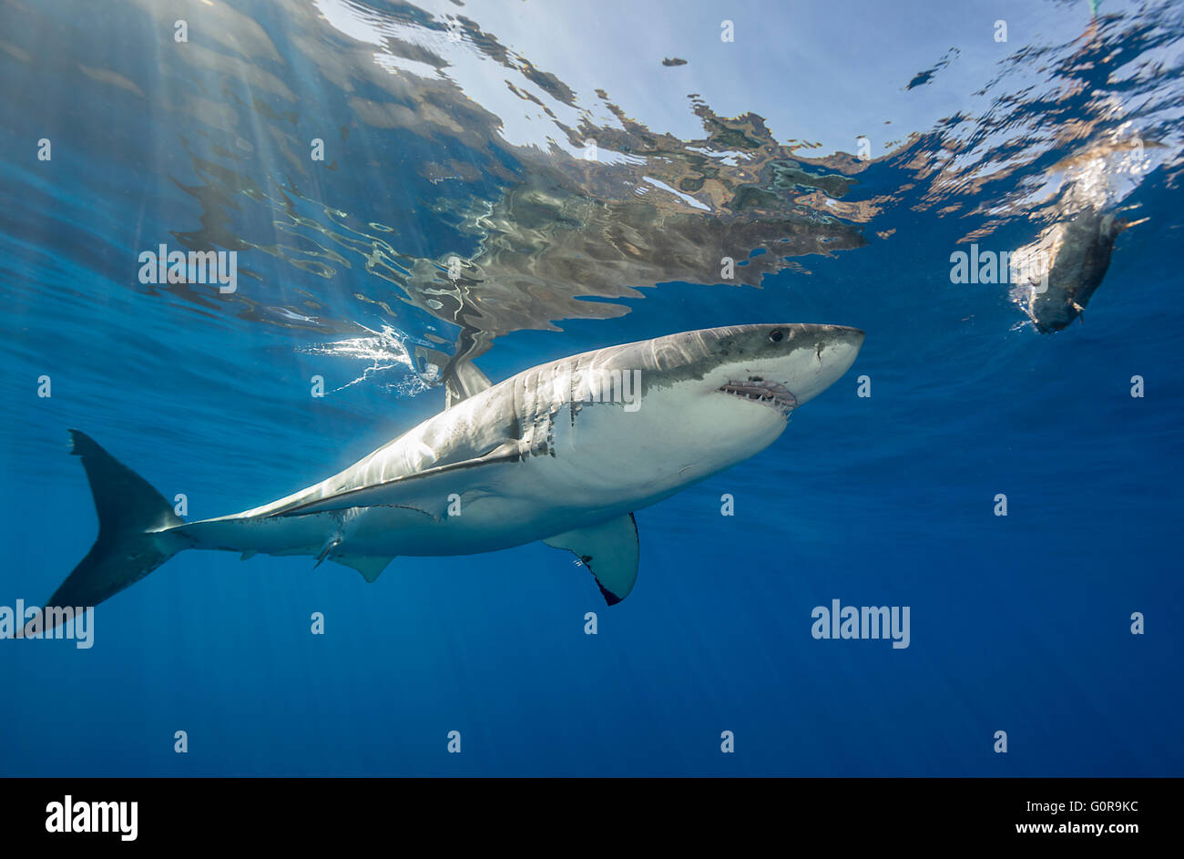 Great white shark underwater at Guadalupe Island, Mexico Stock Photo ...