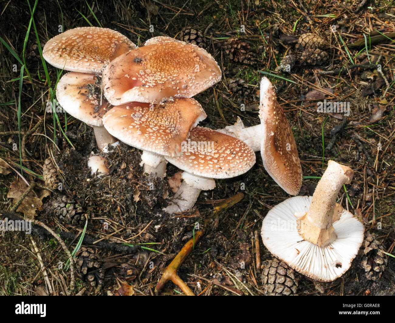 Amanita fungi toadstool in the woodlands, Netherlands in autumn Stock Photo