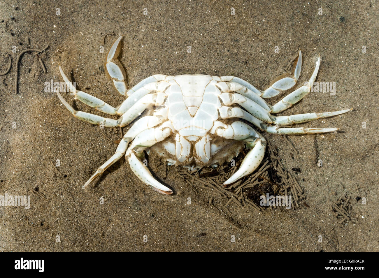 Skeleton of dead shore crab, carcinus maenas, upside down on the sand