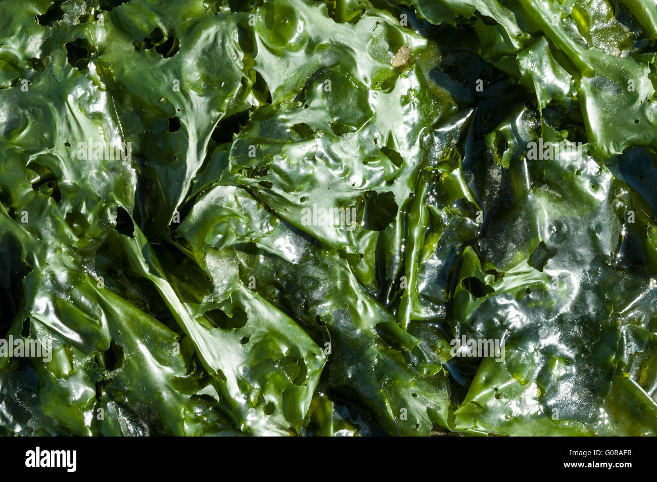 Close-up of green leaves of sea lettuce, ulva lactuca, at low tide on the tidal flats of Waddensea, Netherlands Stock Photo