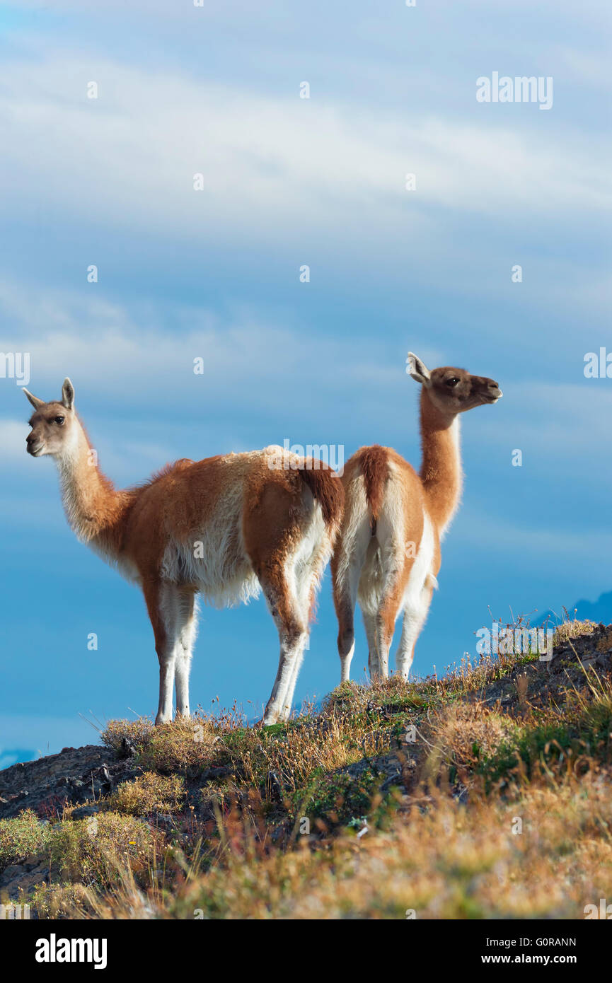 Guanacos (Lama guanicoe) on a ridge, Torres del Paine National Park, Chilean Patagonia, Chile Stock Photo