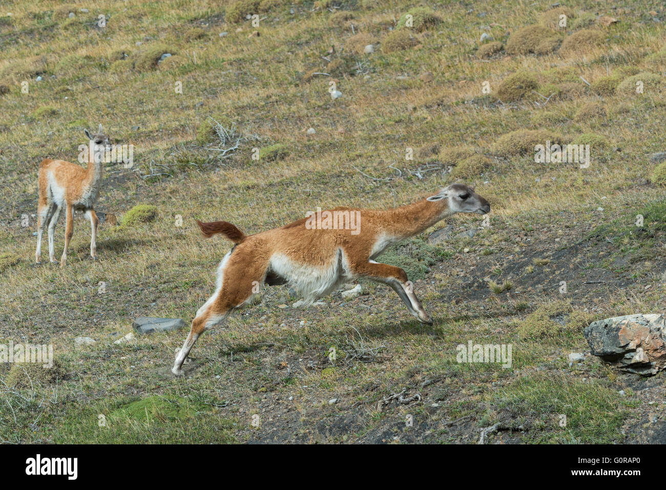 Guanaco (Lama guanicoe) running in the steppe, Torres del Paine National Park, Chilean Patagonia, Chile Stock Photo