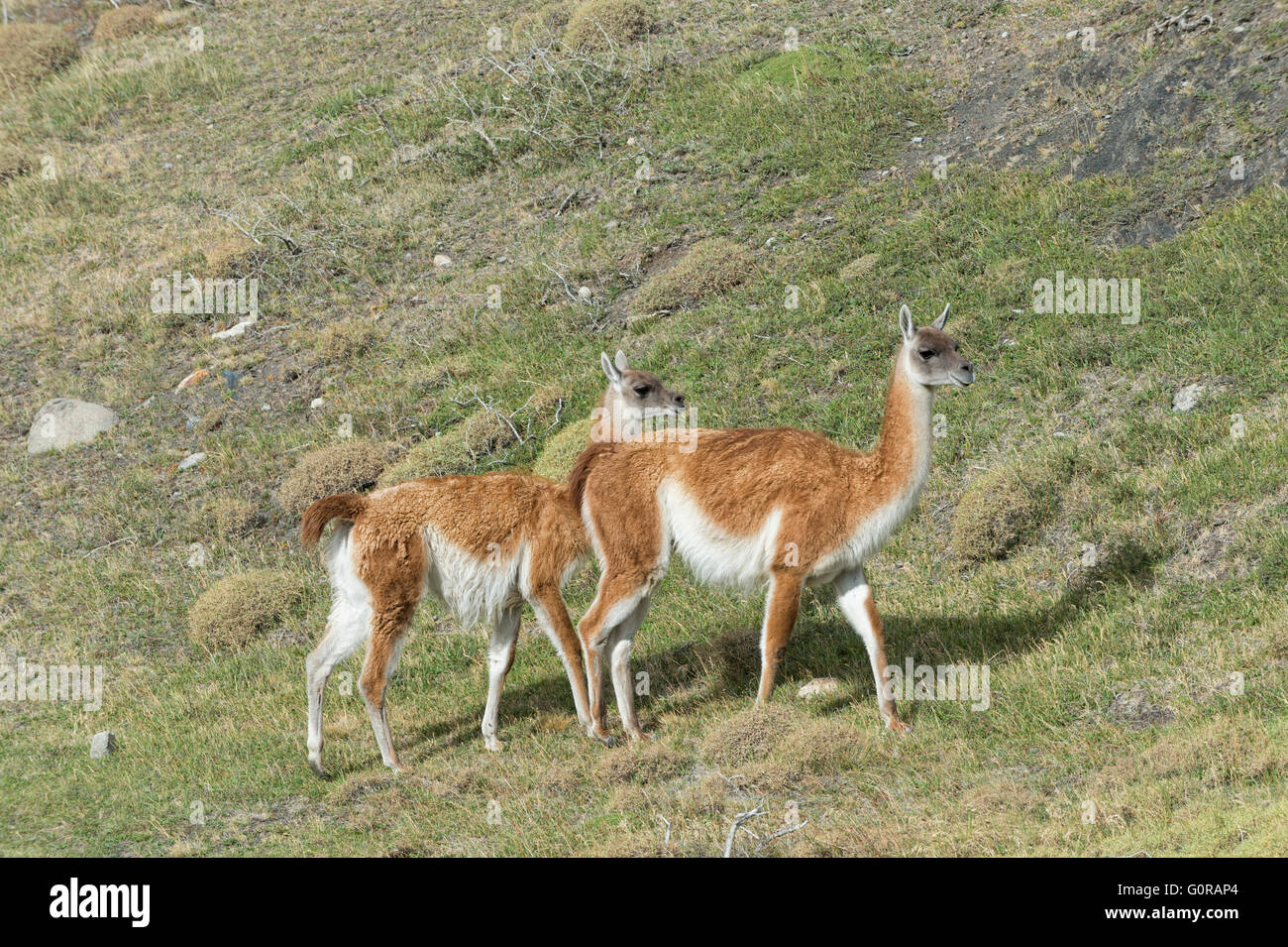 Guanacos (Lama guanicoe), Torres del Paine National Park, Chilean Patagonia, Chile Stock Photo