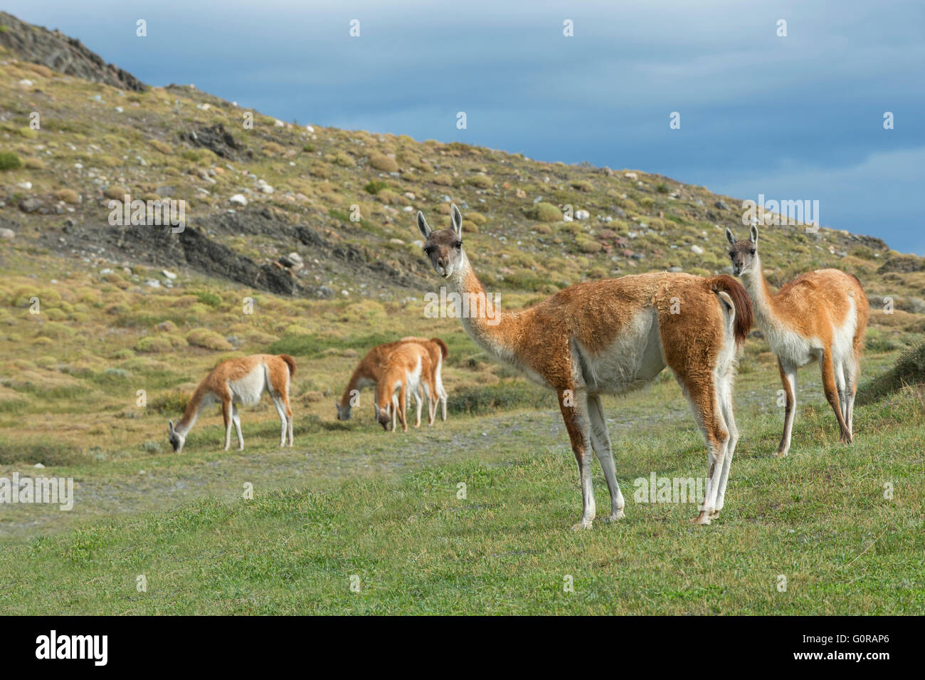 Guanacos (Lama guanicoe), Torres del Paine National Park, Chilean Patagonia, Chile Stock Photo