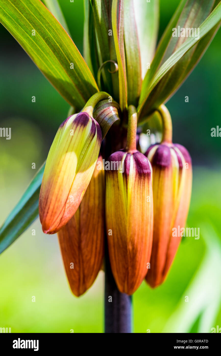 Fritillaria Imperialis Aurora (Crown Imperial) About To Bloom Stock ...