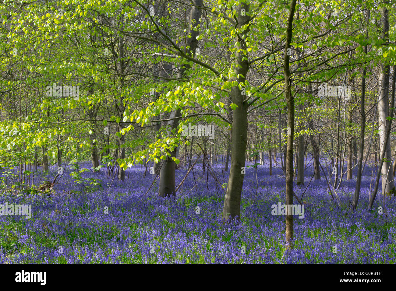 Bluebell Hyacinthoides non-scriptus Blickling Great Wood May Stock Photo