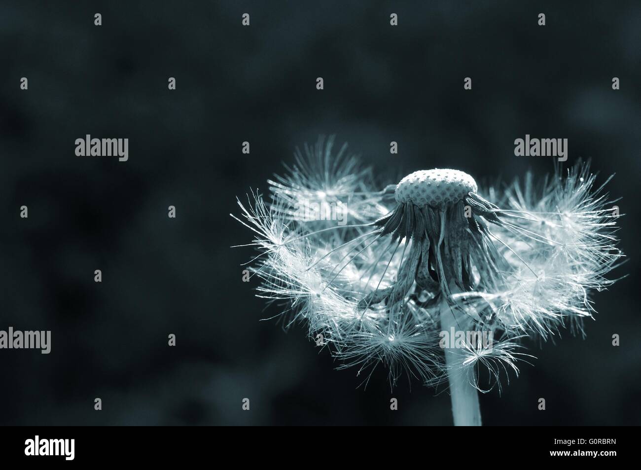 Dandelion canvas hi-res stock photography and images - Alamy