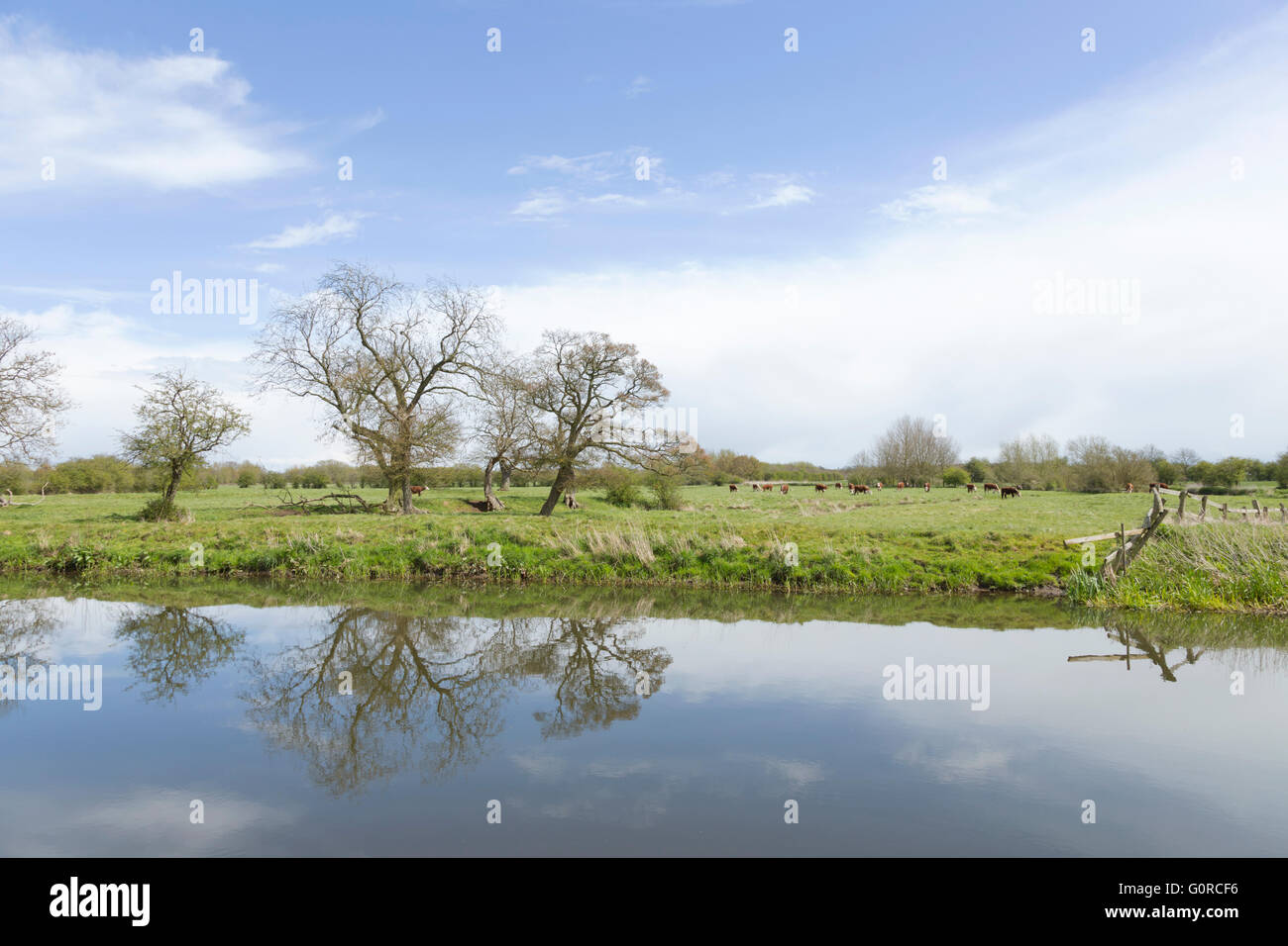 The tranquil River Trent near Wychnor, Staffordshire, England, UK Stock Photo