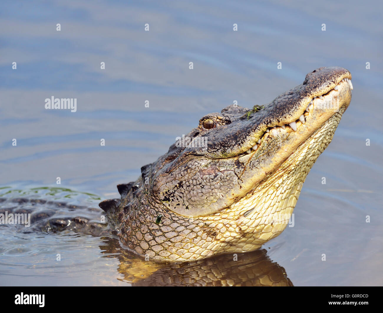 Large Bull Male Alligator Calls for a Mate Stock Photo