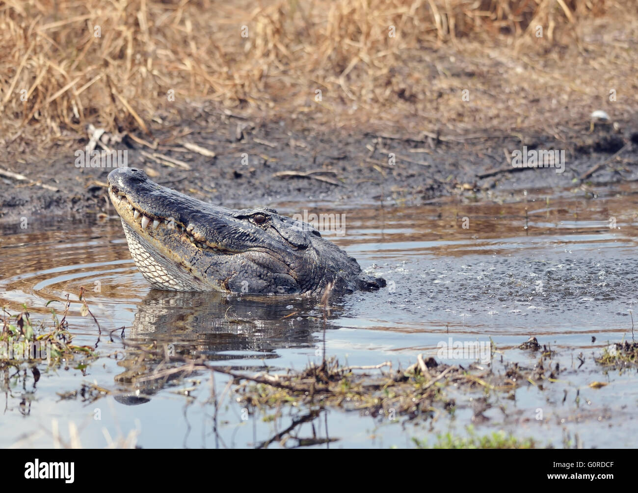 Large Bull Male Alligator Calls for a Mate Stock Photo
