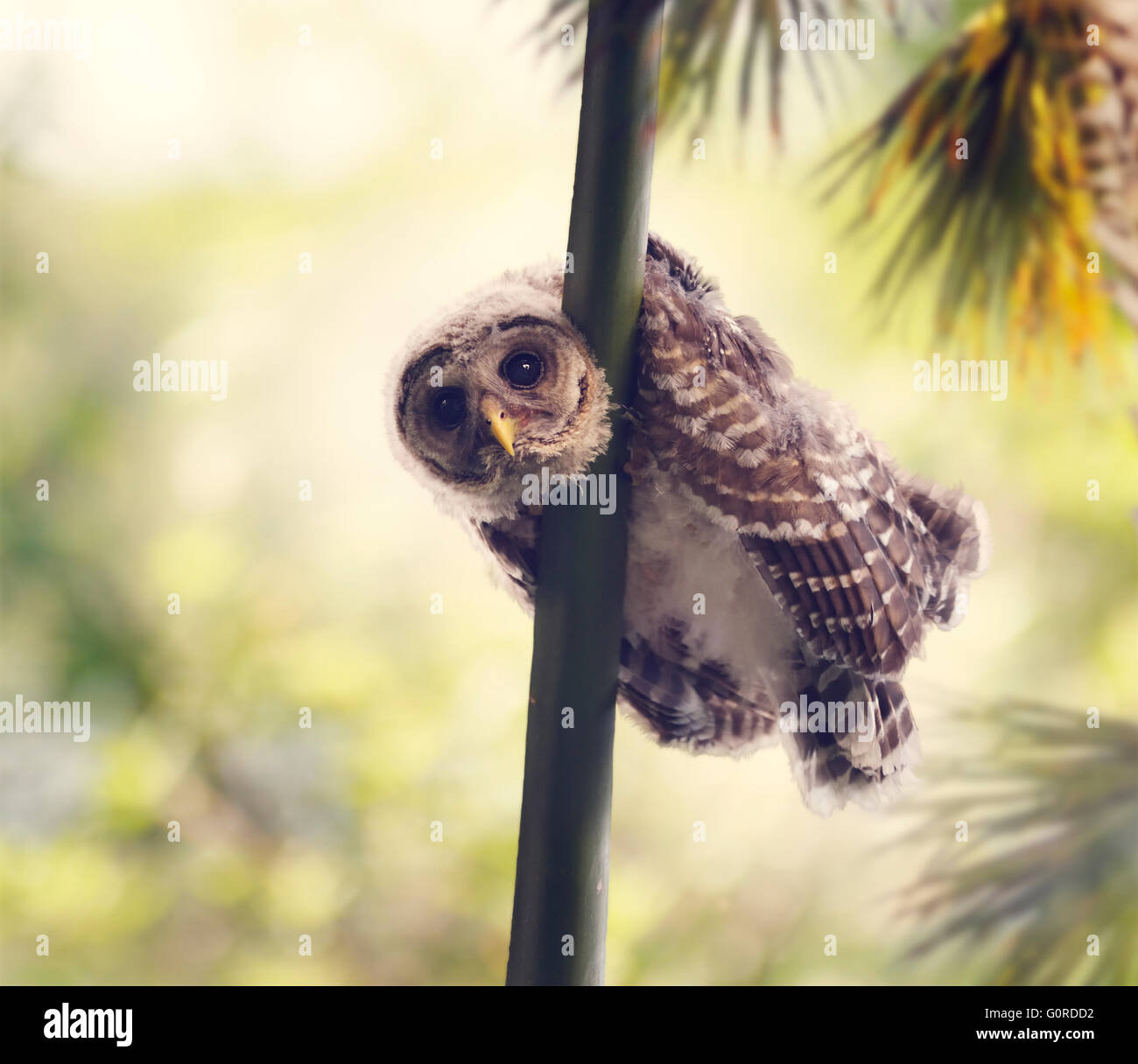 Barred Owlet Perches on a Branch Stock Photo