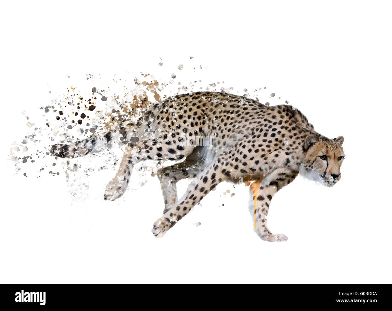 Digital Painting of  Running Cheetah Stock Photo