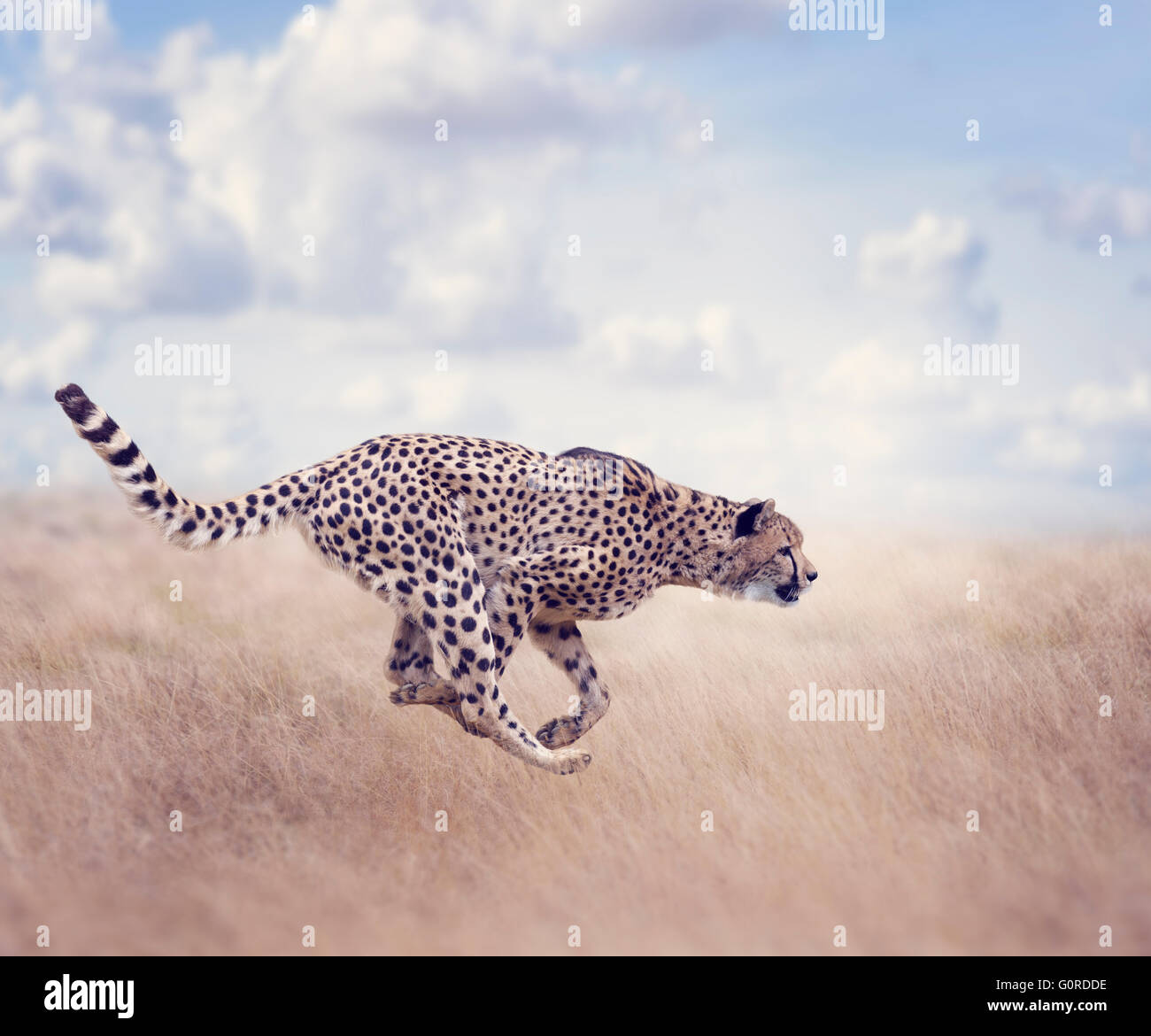 My Image 21