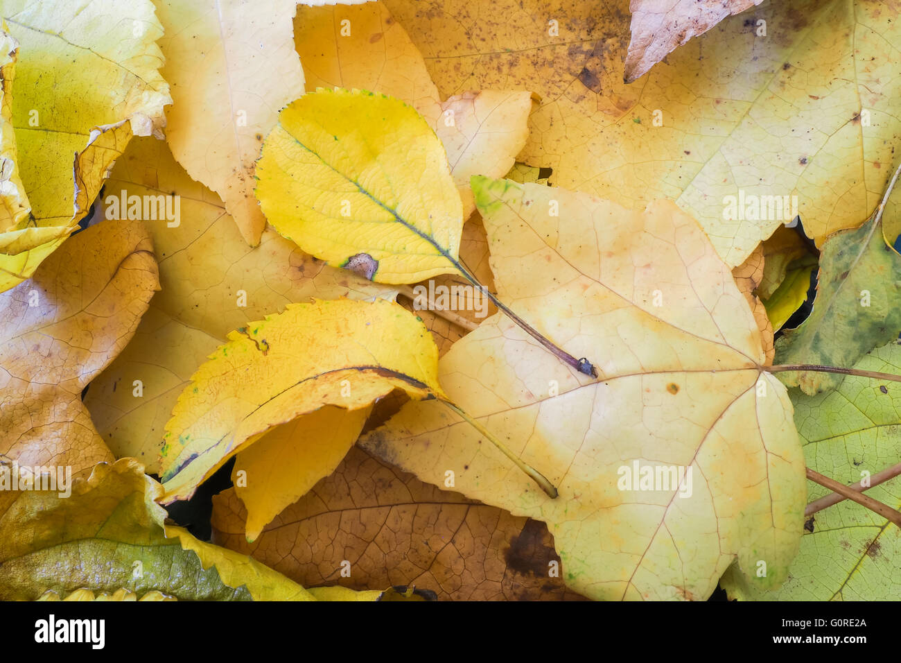 Autumn leaf hi-res stock photography and images - Alamy