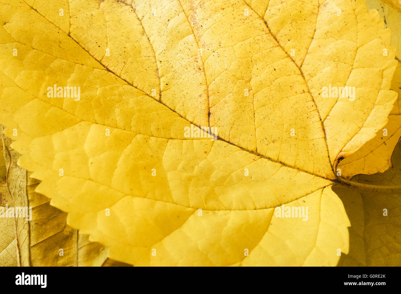 Autumn Mulberry Leaves Stock Photo