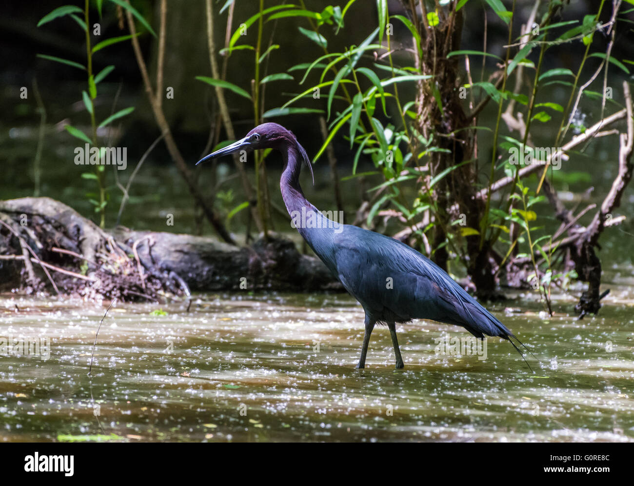 A Little Blue Heron (Egretta caerulea) hunting in a marsh pond. High Island, Texas, USA. Stock Photo