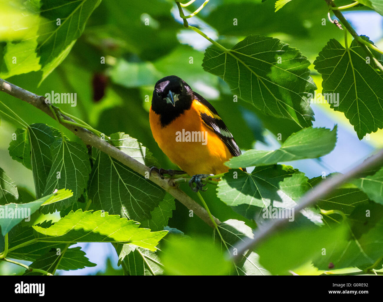 A Baltimore Oriole (Icterus galbula)perched on a mulberry branch. High Island, Texas, USA. Stock Photo