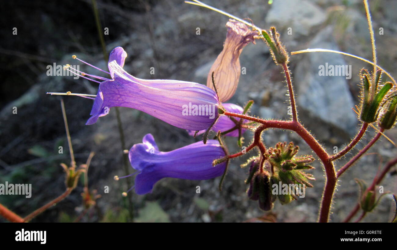 Exquisite Purple flower with petals sunlit showing veins Stock Photo
