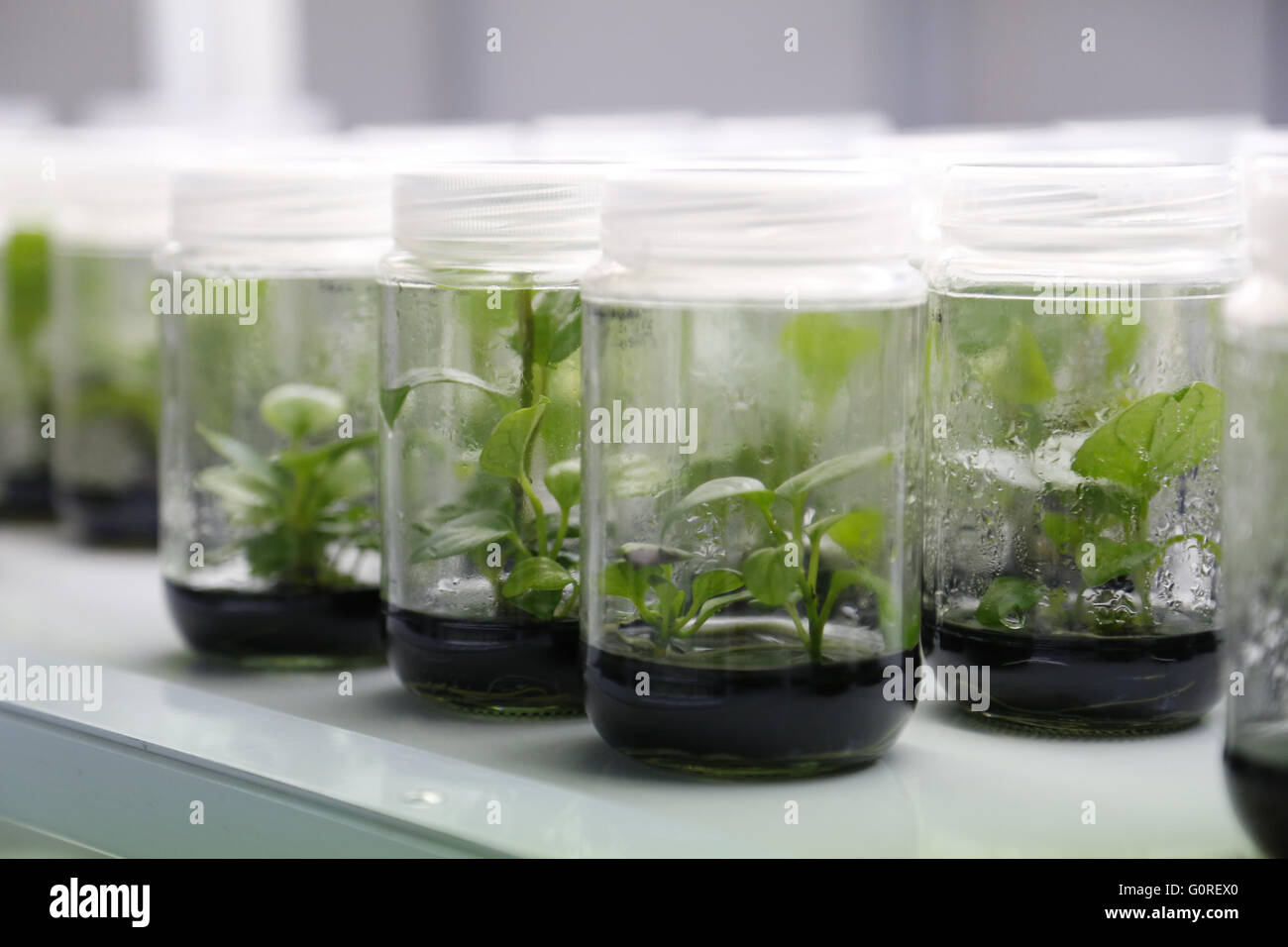 Experimental plants in glass jars in the lab. Growing plant specimens in the lab in sealed beakers for tests and research. Stock Photo