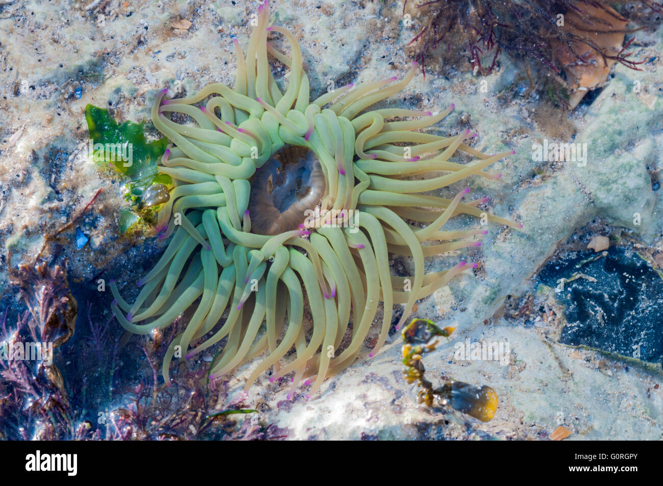 A Snakelocks Anemone in a rock pool showing the mouth Stock Photo