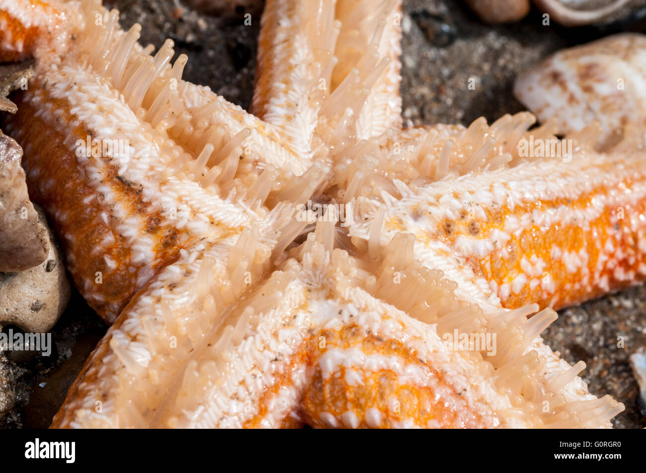 The oral (underside) of a Common Starfish showing the mouth and