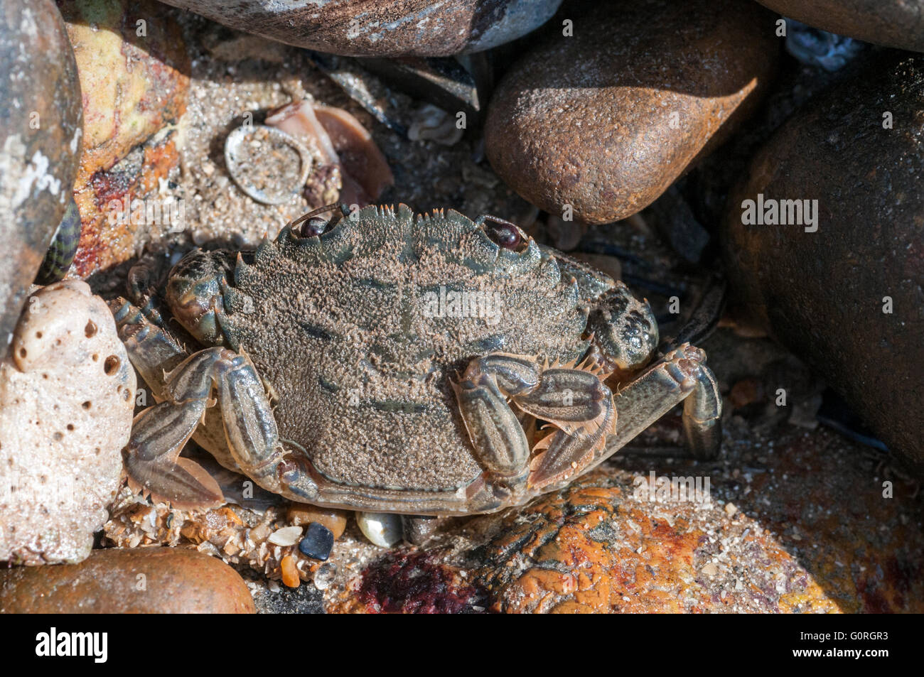 A Velvet Swimming Crab amongst some stones Stock Photo