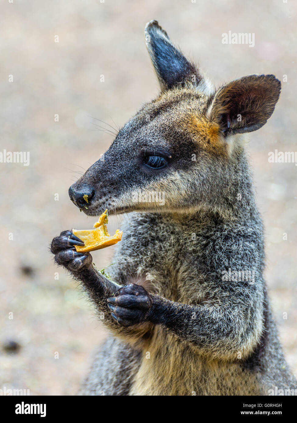 Kangaroo with food in hand - Icon of Australia Stock Photo