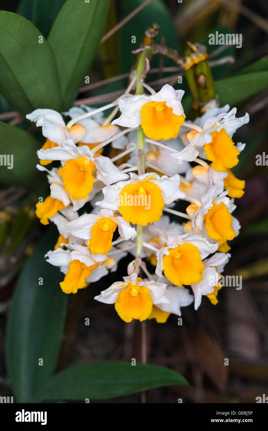 Dendrobium thyrsiflorum orchids bloom in the summer in the woods. Stock Photo