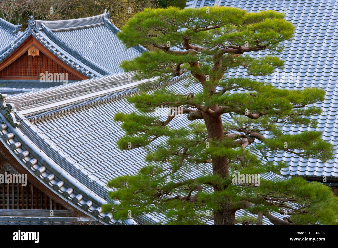 A telephoto view shows an akamatsu red pine tree sculpted to bonsai-like perfection in front of kawara ceramic tiled roofs at Komyo-ji, a Buddhist temple in the southwest outskirts of Kyoto, Japan. Stock Photo