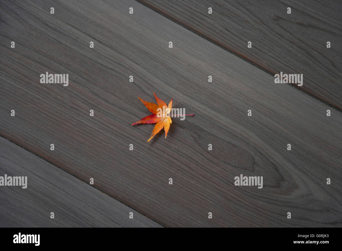 Japanese maple momiji hi-res stock photography and images - Alamy