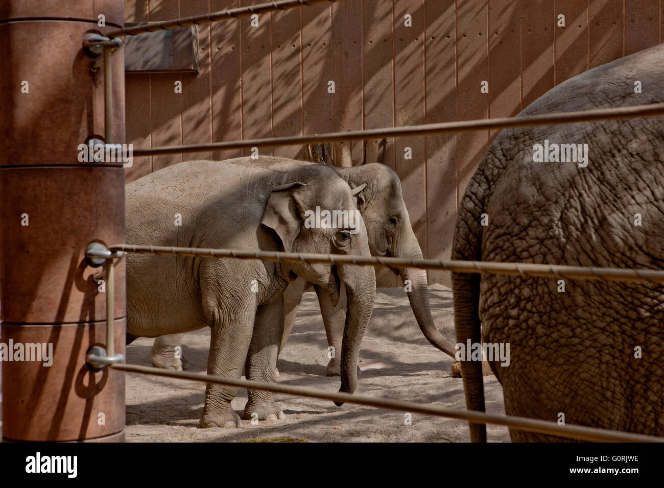 Copenhagen zoo elephant house hires stock photography and images Alamy
