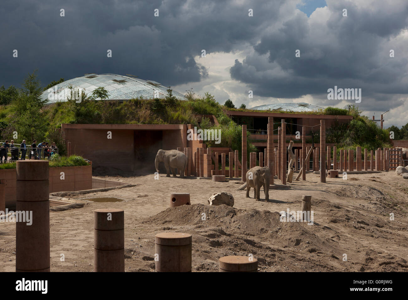 The Elephant House, Copenhagen Zoo. Elephants walking in sandy area. People looking at them from the other side of the railing. Stock Photo