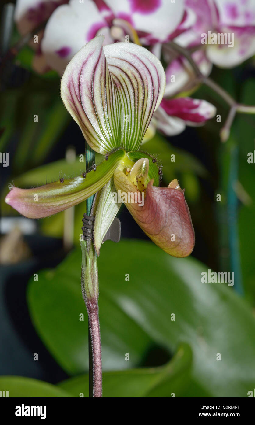 Callus Paphiopedilum Slipper Orchid - Paphiopedilum callosum From Thailand Stock Photo