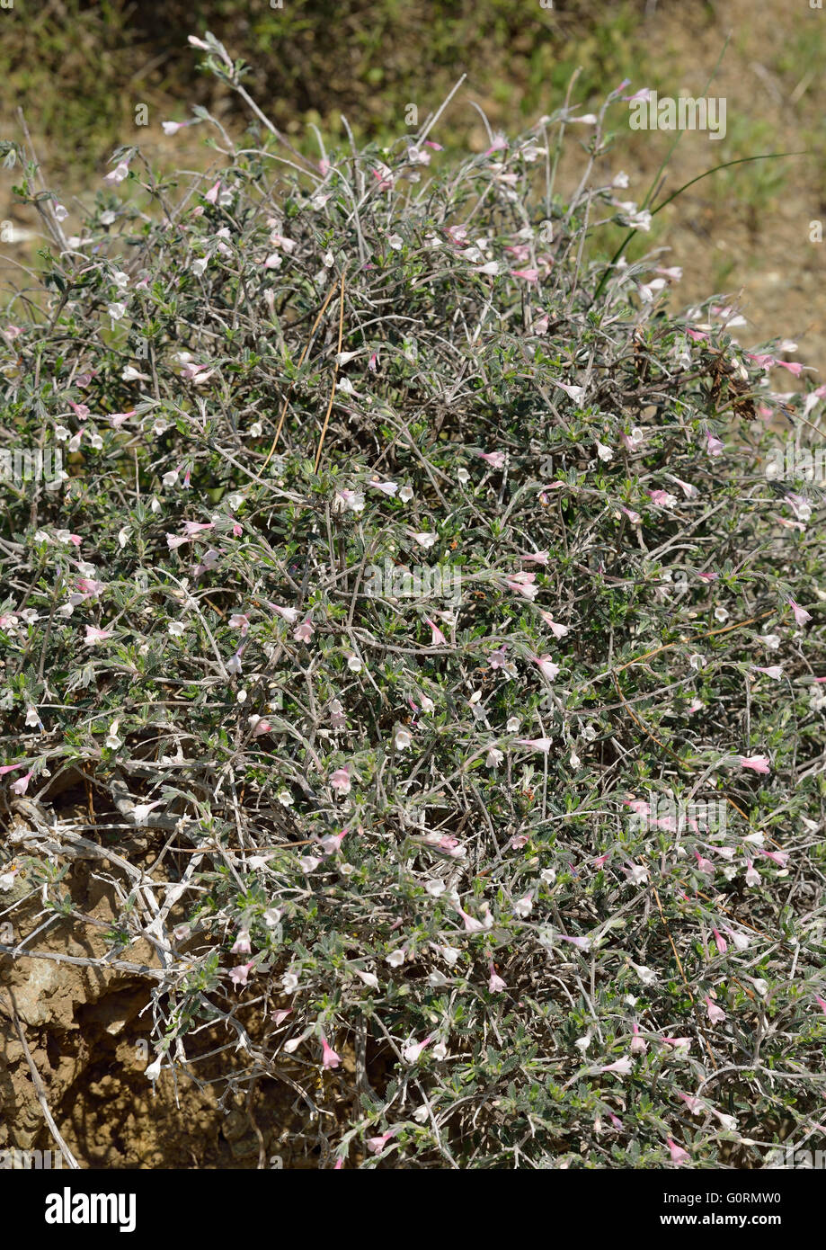 Lithodora hispidula  A Gromwell Flower from Cyprus Stock Photo