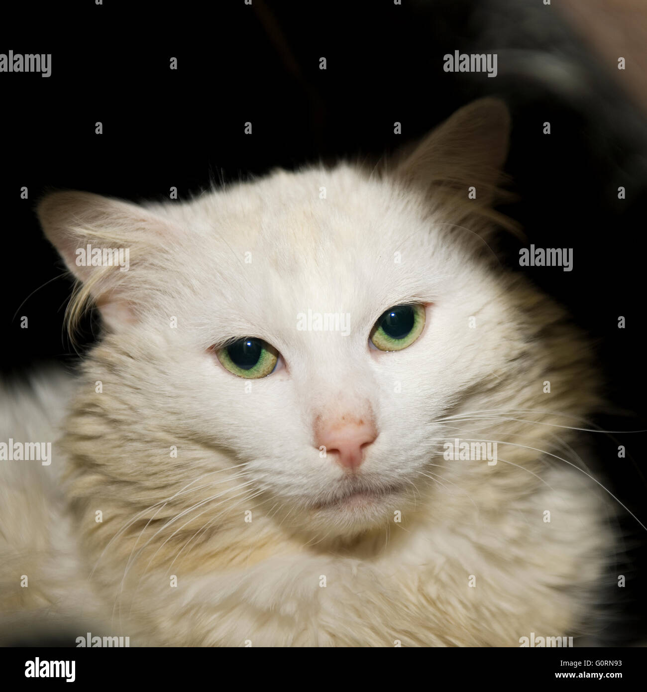cream birman cat Stock Photo