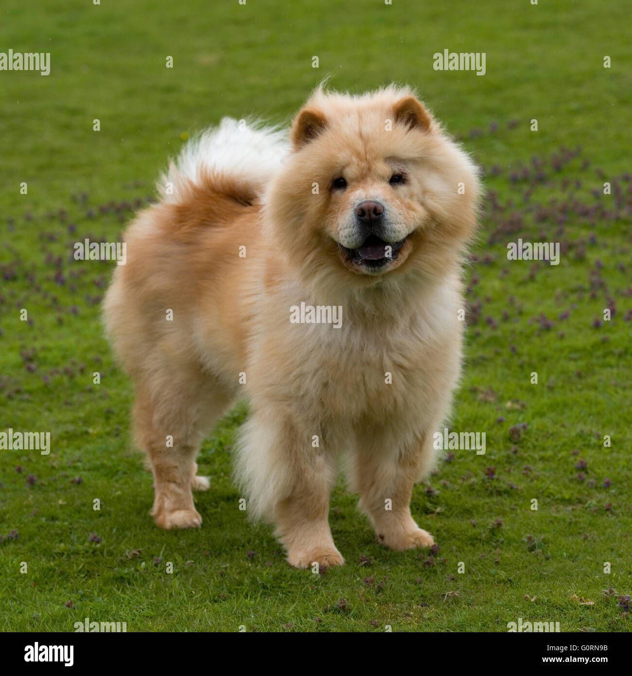 chow chow dog Stock Photo - Alamy