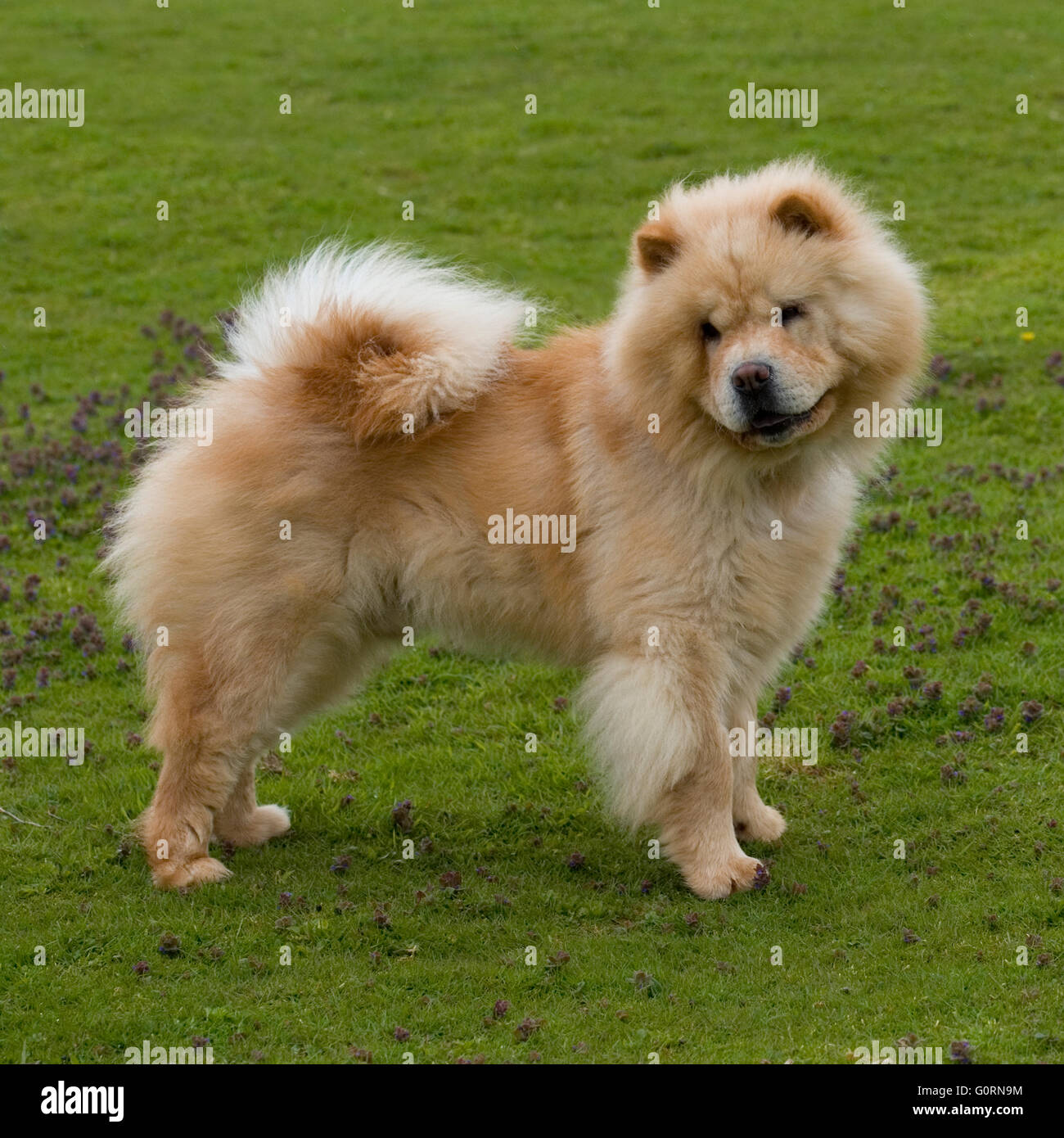 chow chow dog Stock Photo - Alamy