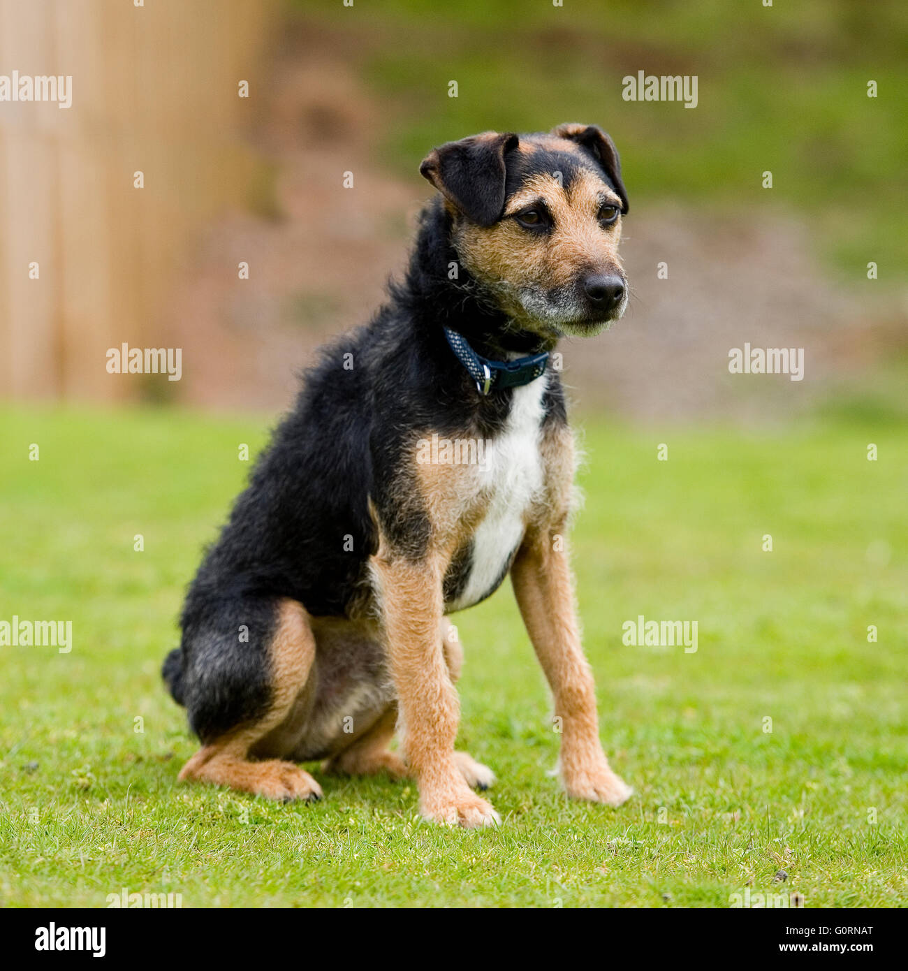 border terrier x jack russell Stock 
