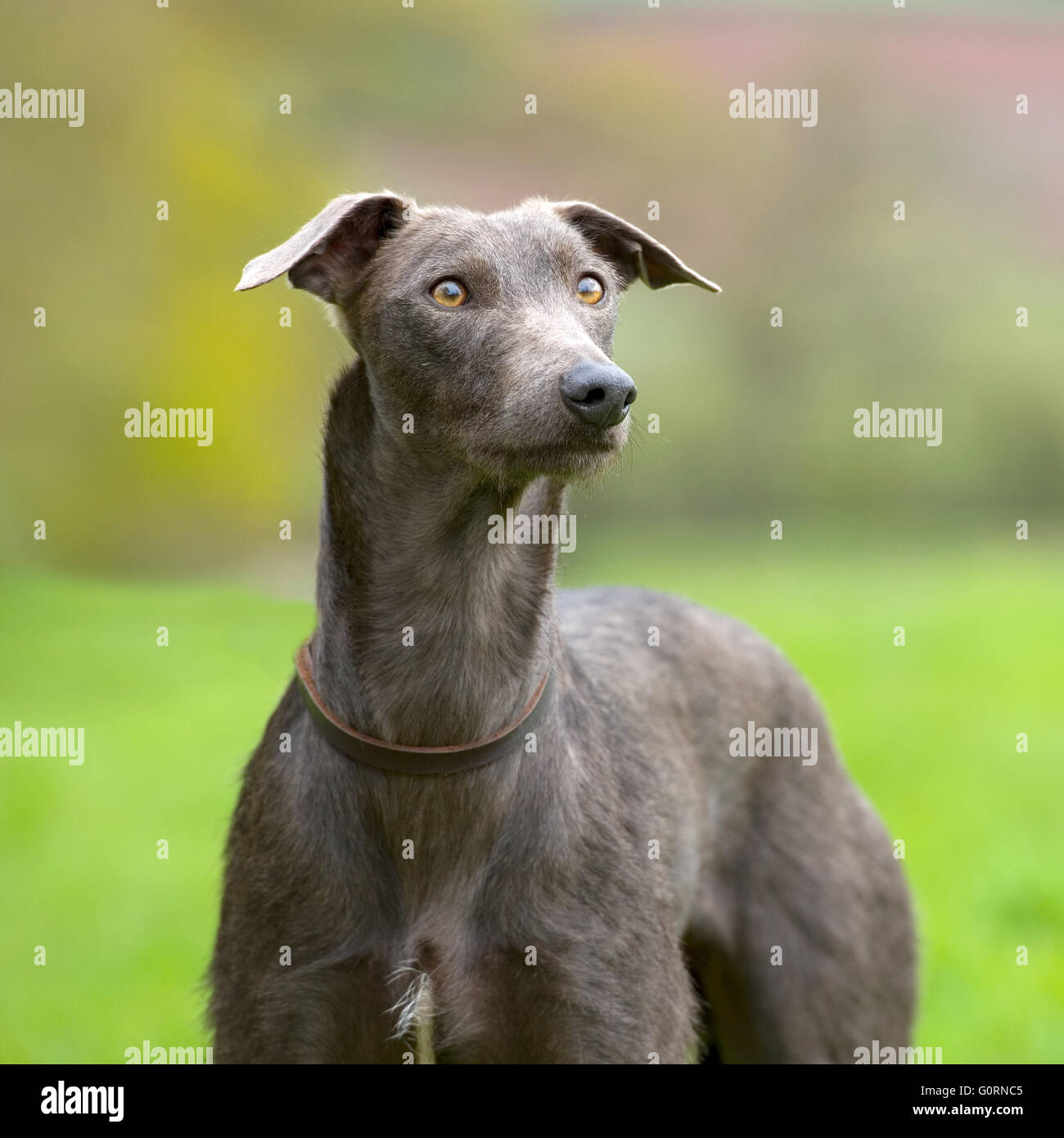 Lurcher High Resolution Stock Photography and Images Alamy