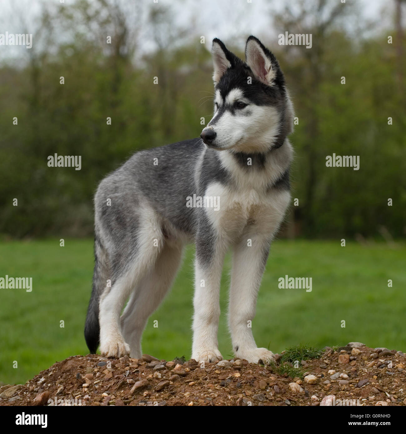siberian husky puppy Stock Photo