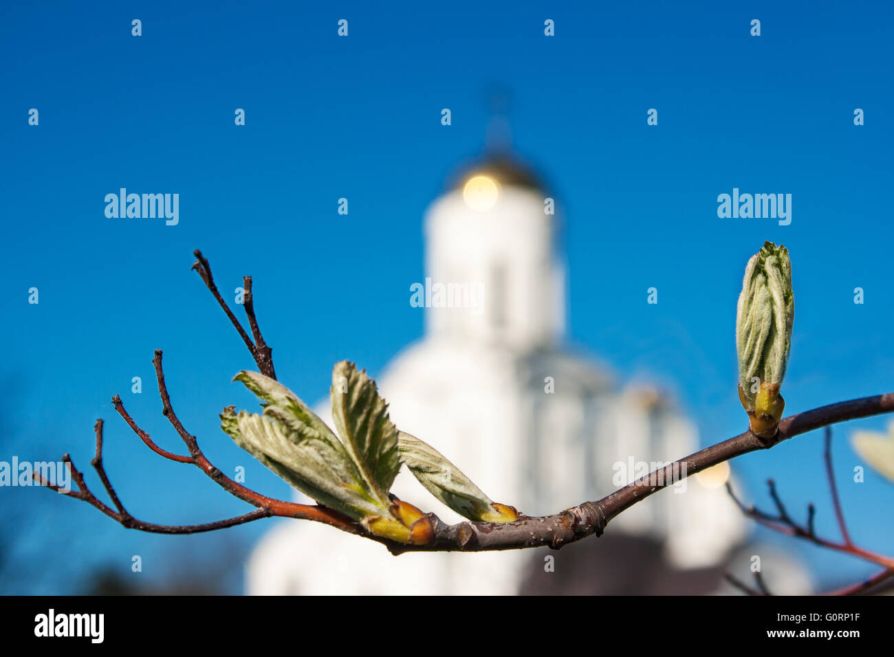 bloom buds on a tree branch on the blue sky background Stock Photo - Alamy